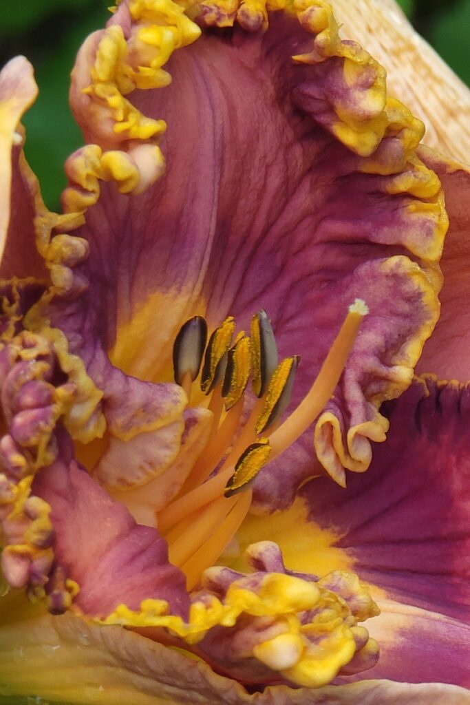 Nancy V. Ridenour • <em>Macro DayLily</em> • Digital image on canvas • 5″× 22″ • $24.00