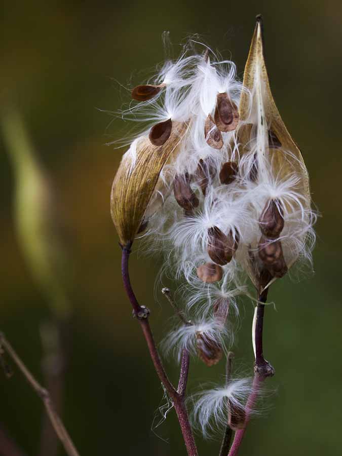Asclepius incarnata (Swamp Milkweed)