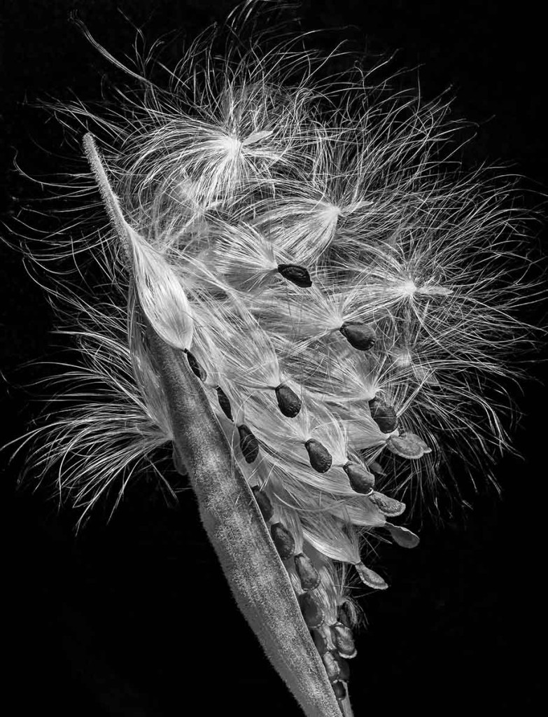 Susan C. Larkin • <em>Asclepius tuberosa (Butterflyweed)</em> • NFS