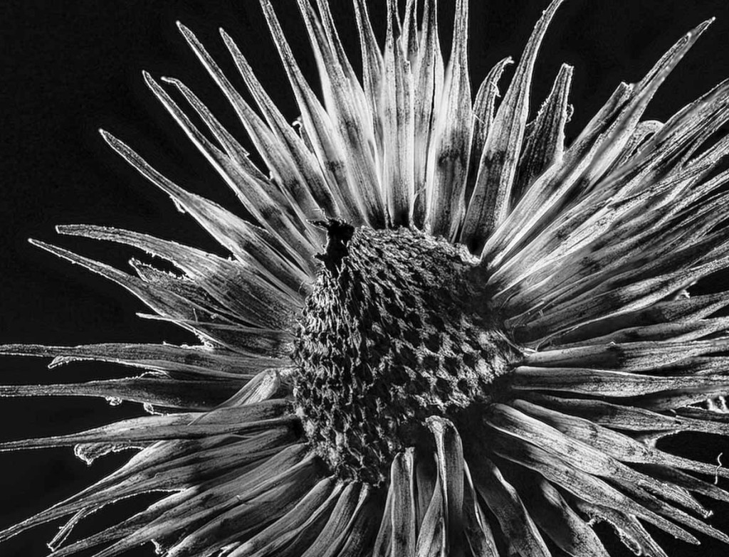 Susan C. Larkin • <em>Echinacea (Cone Flower)</em> • NFS