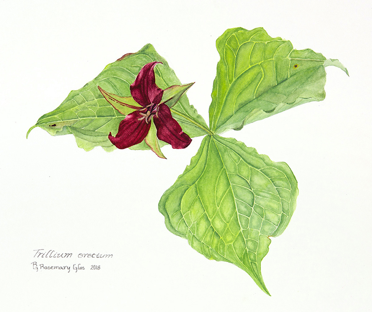 Rosemary Glos • <em>Trillium erectum</em> • Watercolor • 11″×8″ • $200.00