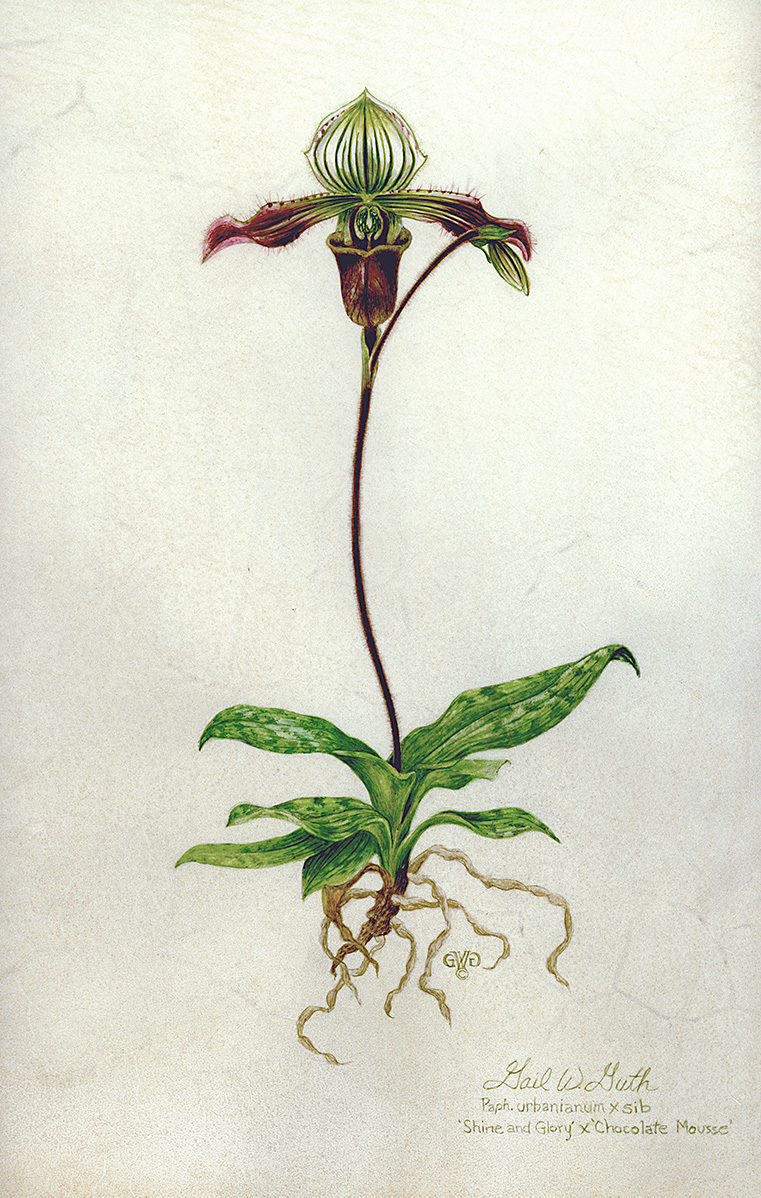Gail Guth • <em>Orchid on Vellum</em> • Watercolor • 9″×13″ • NFS