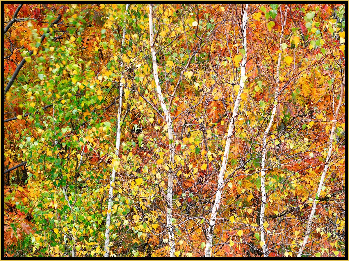 David Watkins Jr • <em>Aspens in Transition, 10/2008, Acadia</em> • Archival pigment on canvas • 40″×30″ • $525.00