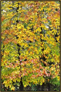 David Watkins Jr • <em>Beech, Fall Color, 10/2011, Park Loop Road, Acadia</em> • Archival pigment on canvas • 20″×30″ • $325.00