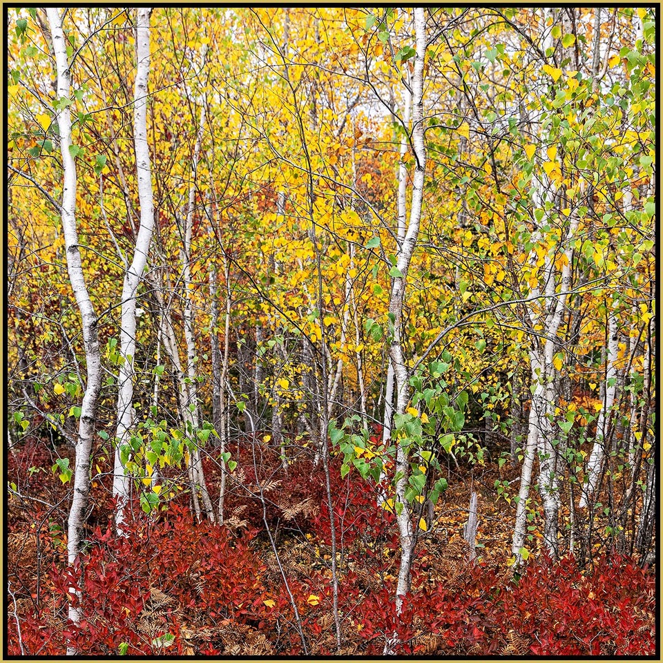 David Watkins Jr • <em>Birch Clump and Lowbush Blueberry,10/2016, Acadia</em> • Archival pigment on canvas • 30″×30″ • $425.00