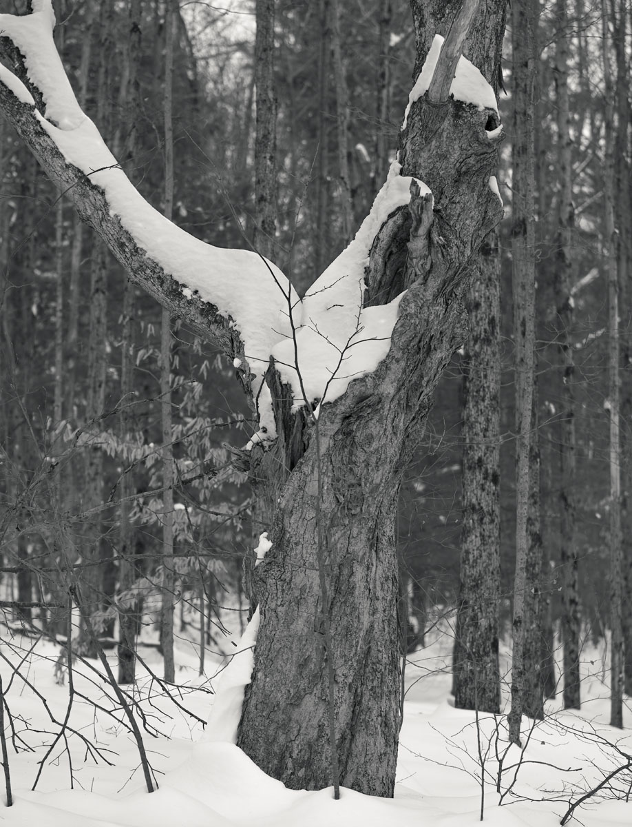Susan C. Larkin • <em>Sugar Maple: Draped with Snow</em> • Archival pigment print • 20″×24″ • $300.00