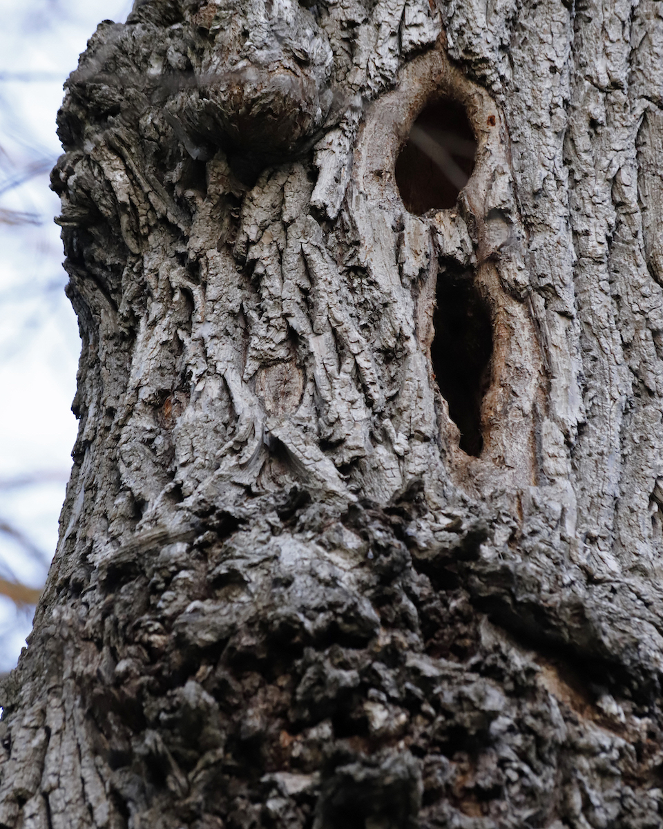 Nancy Ridenour • <em>Willow Tree with Bird Holes and Burls</em> • Digital image • $150.00