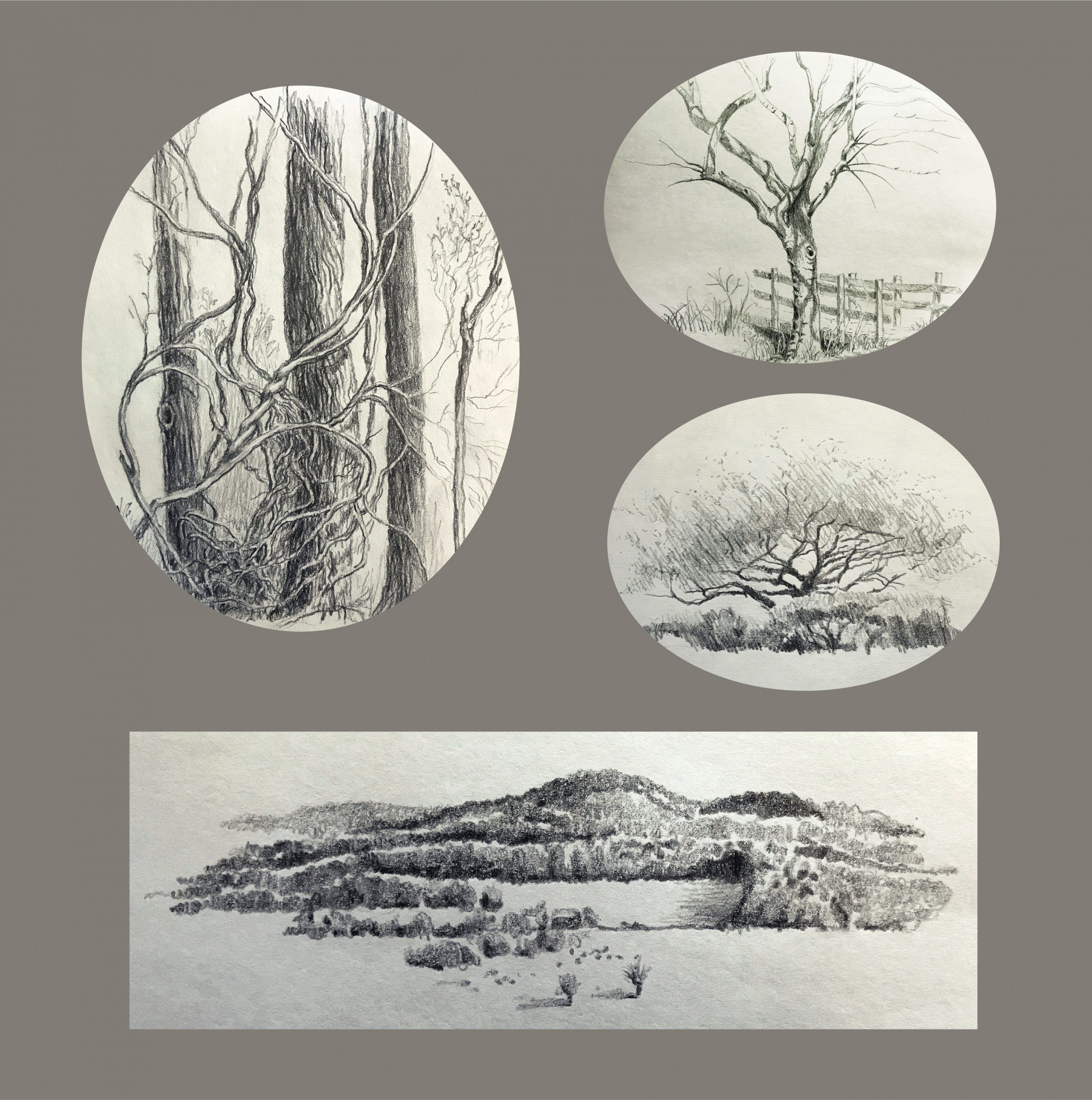 Frances Fawcett • <em>Tree Sketches 1</em> • Graphite pencil on paper • 12″×12″ • NFS