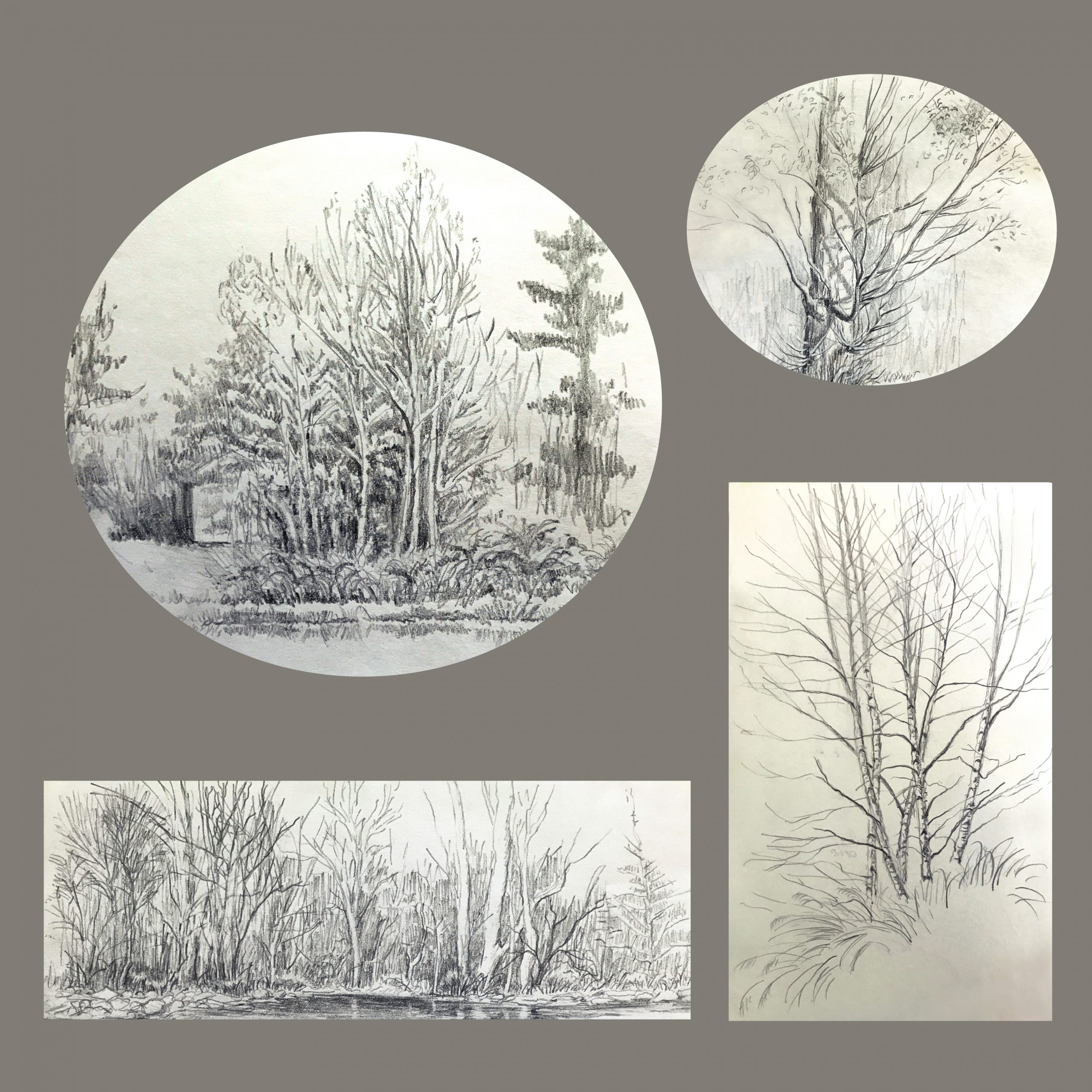 Frances Fawcett • <em>Tree Sketches 2</em> • Graphite pencil on paper • 12″×12″ • NFS
