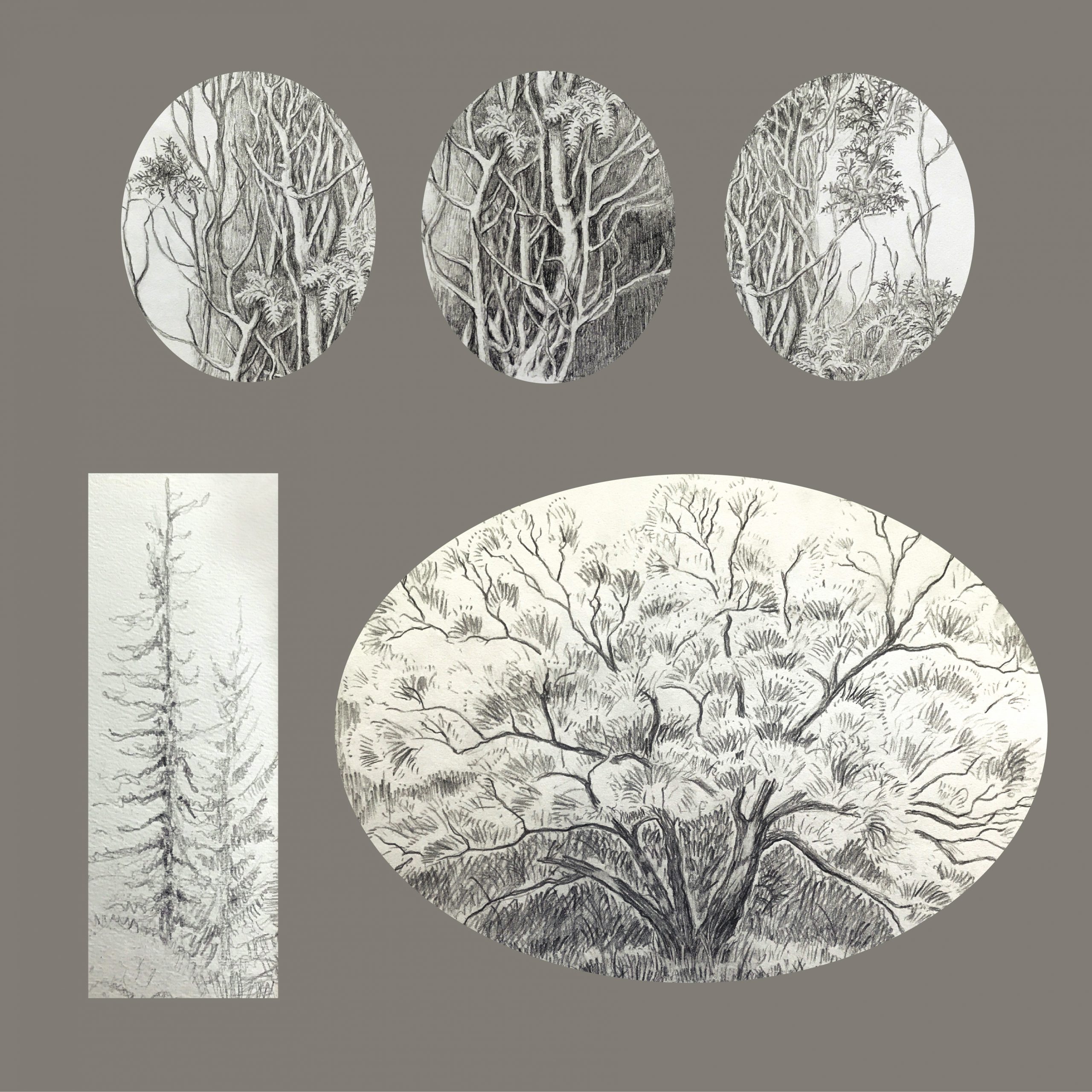 Frances Fawcett • <em>Tree Sketches 3</em> • Graphite pencil on paper • 12″×12″ • NFS