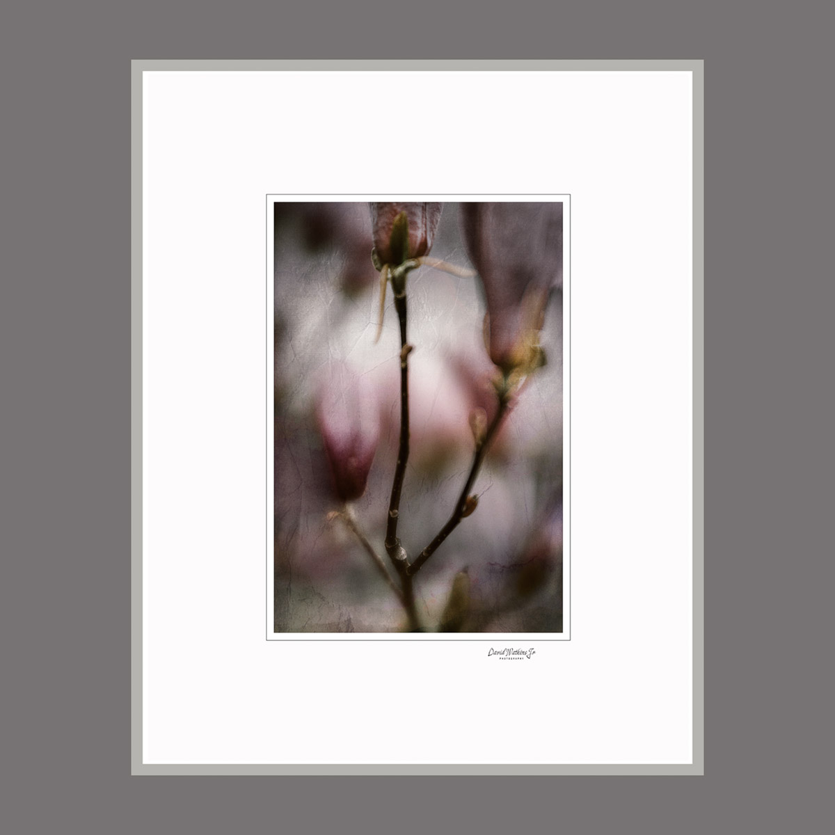 David Watkins Jr • <em>Magnolia Buds, Fog and Snow</em> • Archival pigment print • 16″×20″ • $175.00