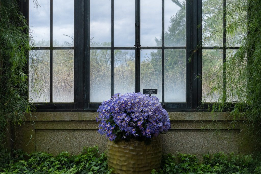 Christine Stockwell • <em>Flowering Cinerea in Conservatory</em> • Archival digital print • 11″×14″ • $200.00