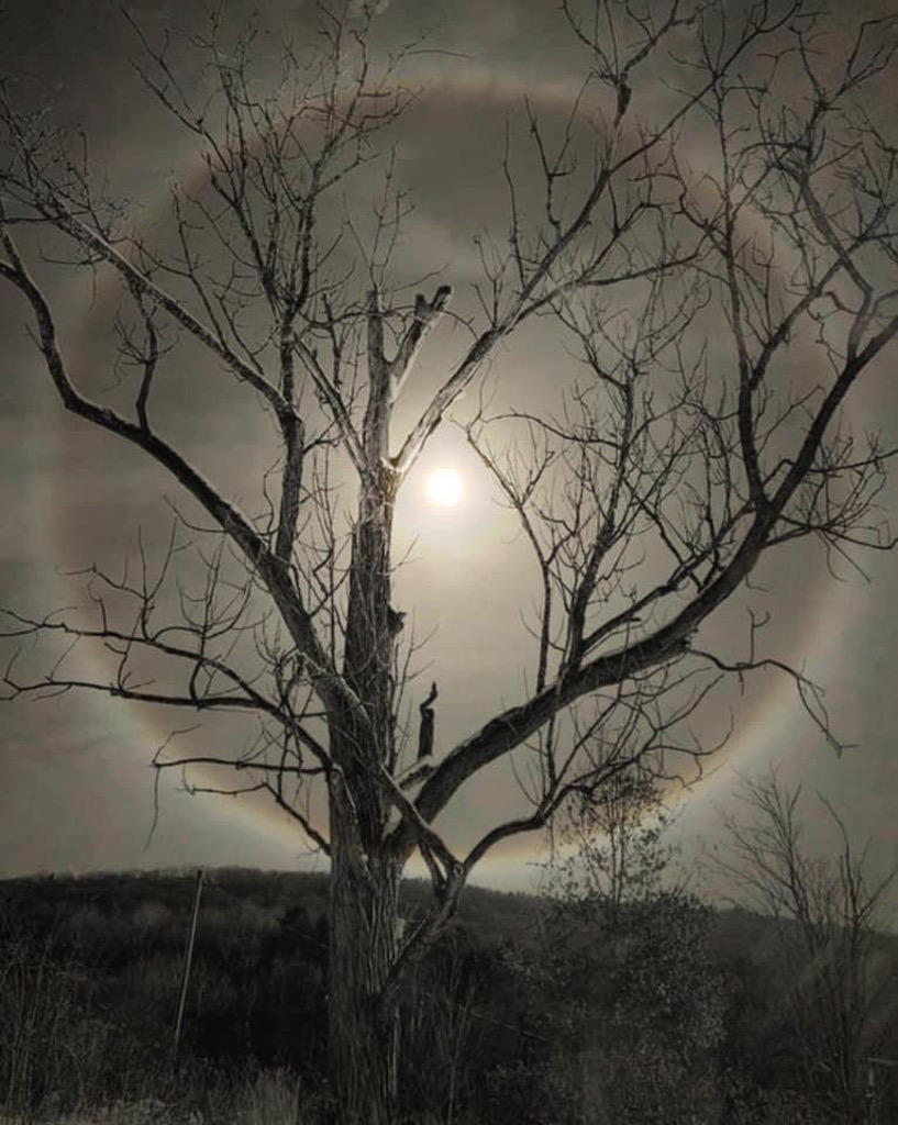Coleen Foley • <em>Moon Halo and Her Tree</em> • Metal print (aluminum) • 11″×15″ • $75.00