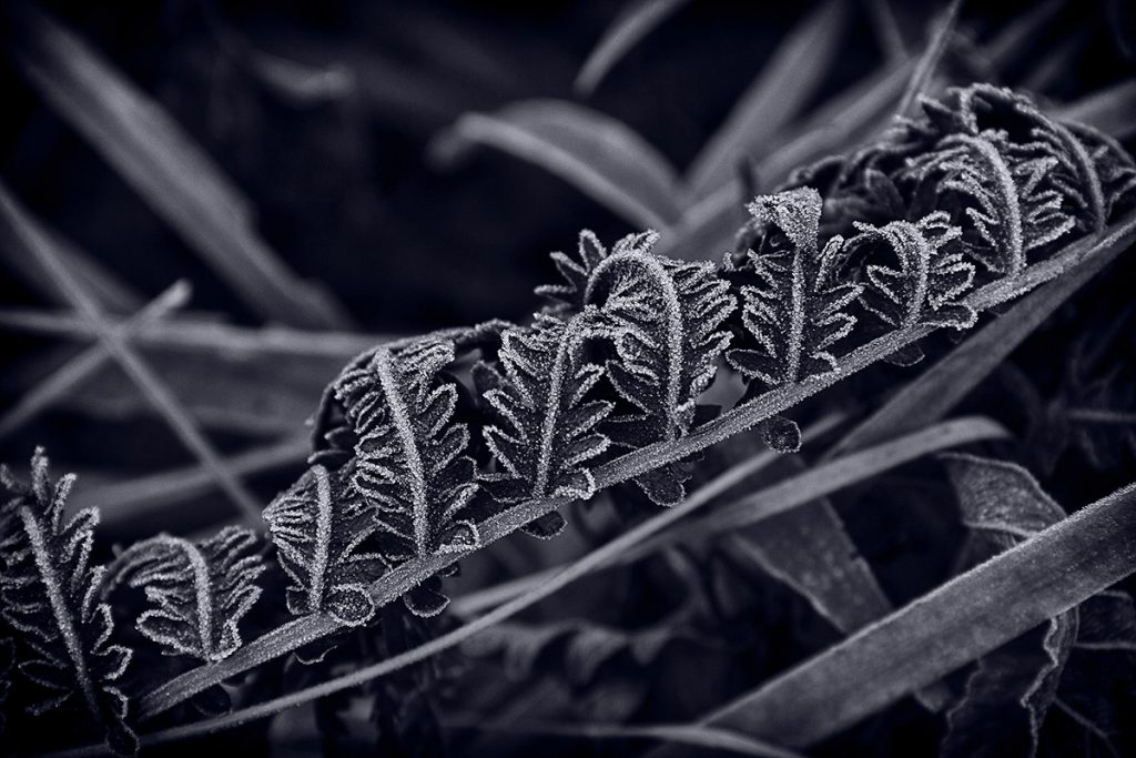 Mark Picone • <em>Frost on fern leaf</em> • Archival print • 14″×19″ • $125.00