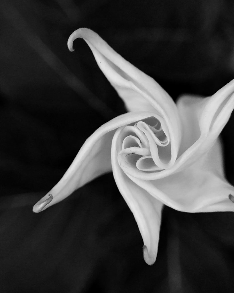 Randi Millman-Brown • <em>Moonflower</em> • Digital inkjet print • 8″×10″ • $100.00
