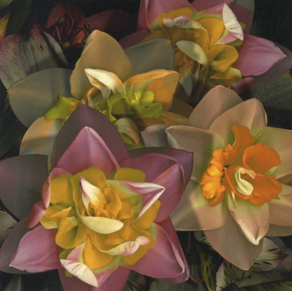 Stan Bowman • <em>Daffodils</em> • Paper print on foam core  • 8″×10″ • $35.00