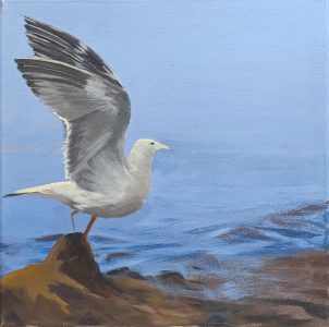 Diana Ozolins • <em>Herring Gull Study</em> • Acrylic on canvas • 12″×12″× ″ • $50.00