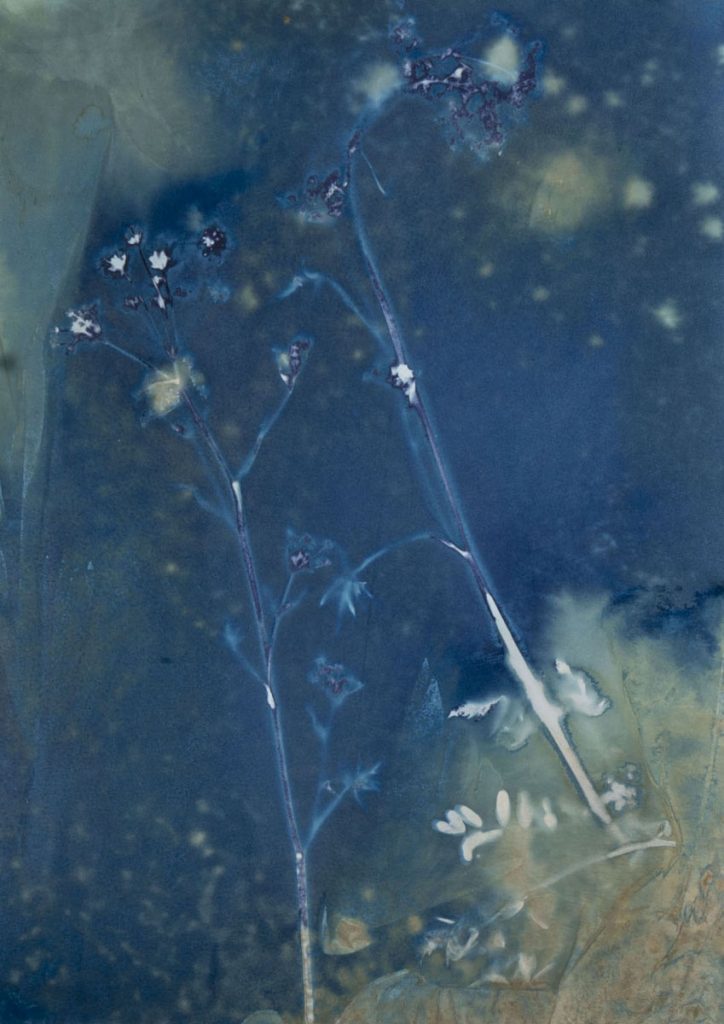 Christine Chin • <em>Invasive Species Cyanotypes: Wild Parsnip (Pastinaca sativa)</em> • Cyanotype photogram • 11″×15″ • $70.00