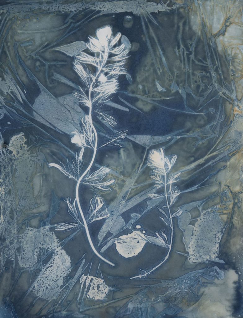 Christine Chin • <em>Invasive Species Cyanotypes: Eurasian Watermilfoil (Myriophyllum spicatum)</em> • Cyanotype photogram • 9″×11″ • $50.00