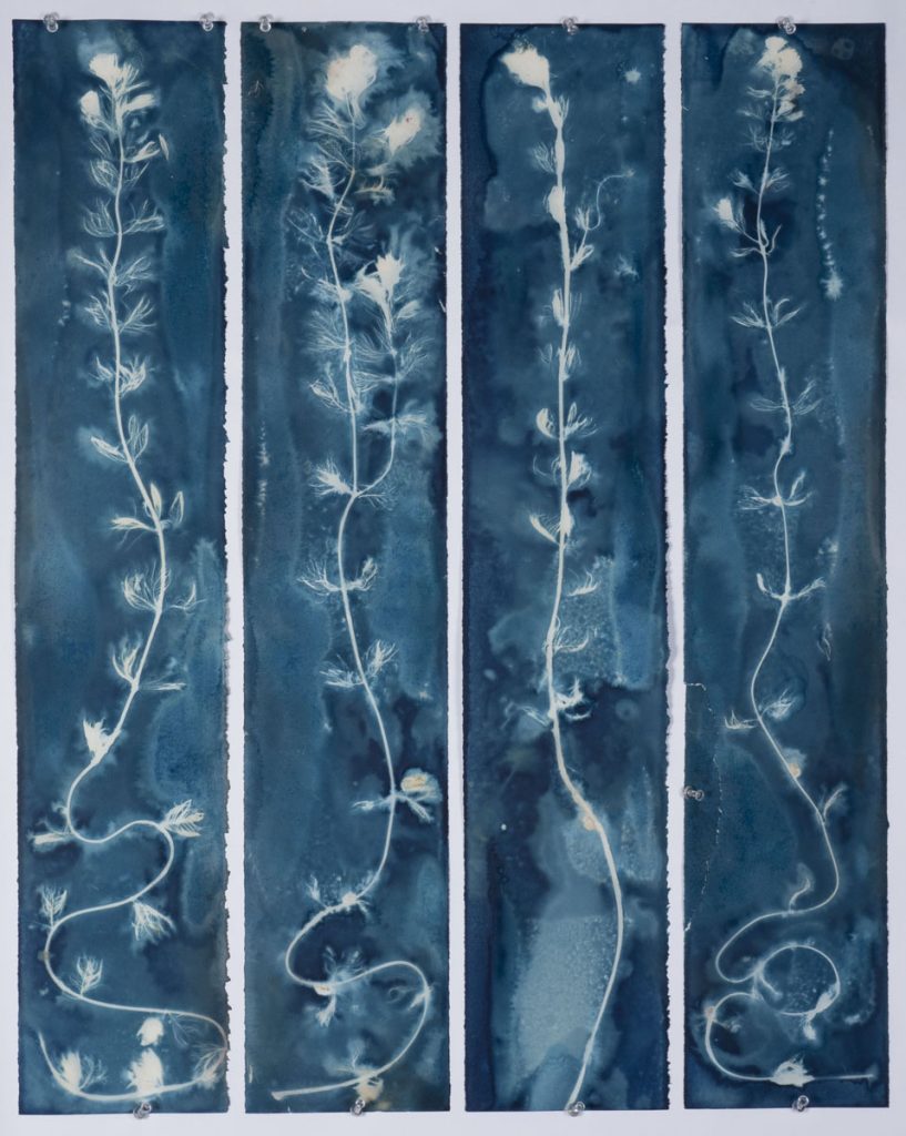 Christine Chin • <em>Invasive Species Cyanotypes: Eurasian Watermilfoil (Myriophyllum spicatum)</em> • Cyanotype photogram • 24″×30″ • $250.00