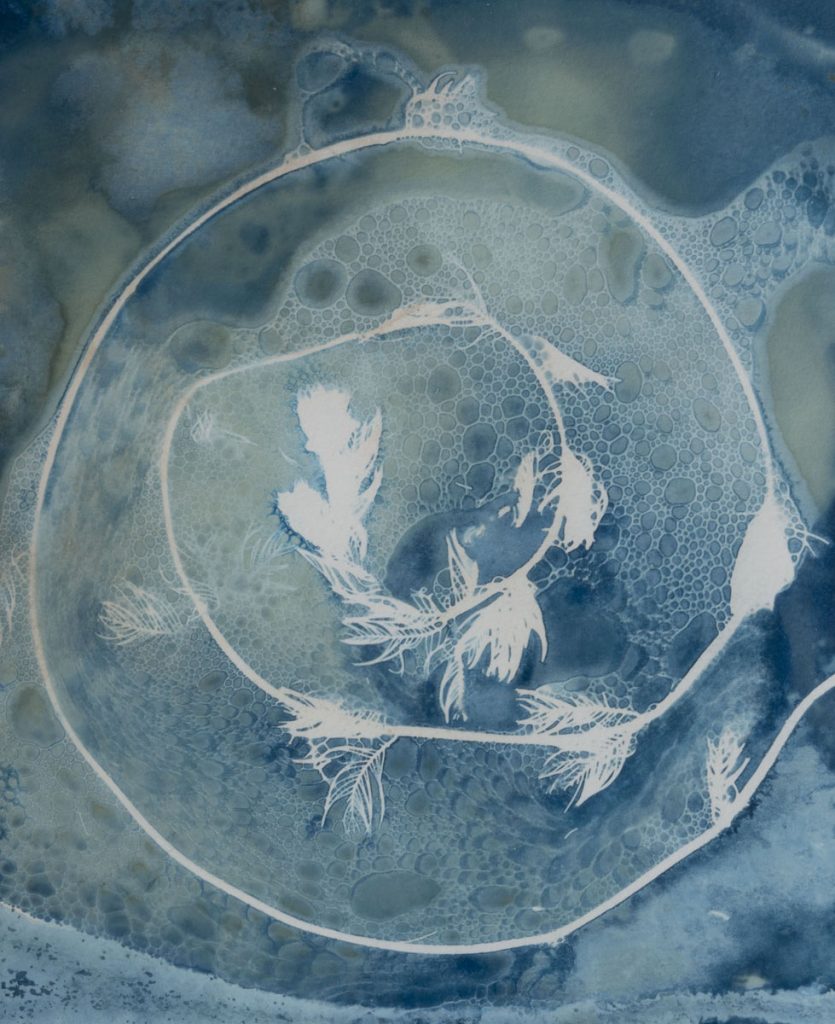 Christine Chin • <em>Invasive Species Cyanotypes: Eurasian Watermilfoil (Myriophyllum spicatum)</em> • Cyanotype photogram • 9″×11″ • $50.00