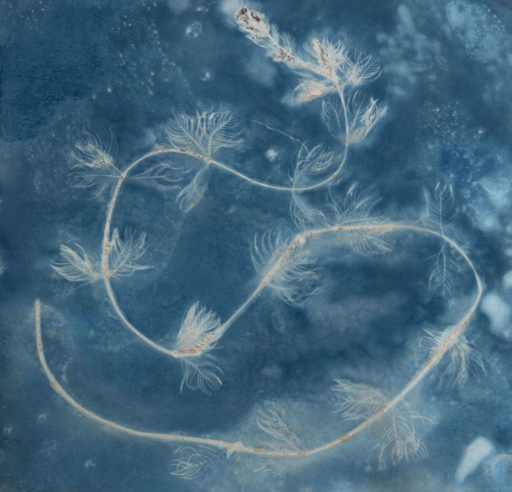 Christine Chin • <em>Invasive Species Cyanotypes: Eurasian Watermilfoil (Myriophyllum spicatum)</em> • Cyanotype photogram • 11″×11″ • $50.00