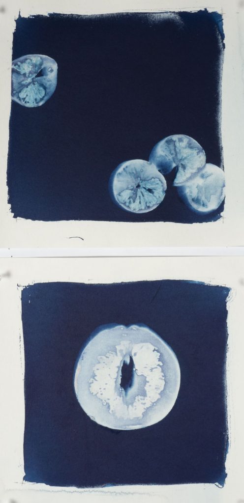 Christine Chin • <em>Citrus Suite</em> • Cyanotype photograms (originals) • 9″×18″ • $45.00