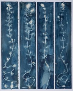 Christine Chin • <em>Invasive Species Cyanotypes: Eurasian Watermilfoil (Myriophyllum spicatum)</em> • NFS