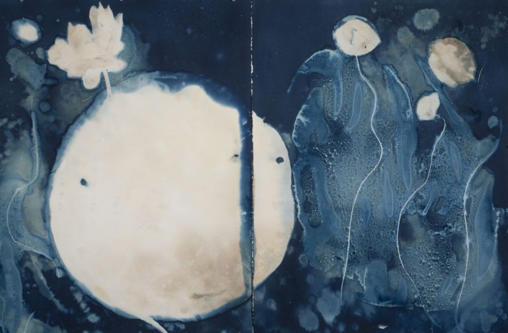 Christine Chin • <em>Invasive Species Cyanotypes: American Lotus: Nelumbo lutea</em> • Cyanotype photogram • 44″×30″ • $750.00