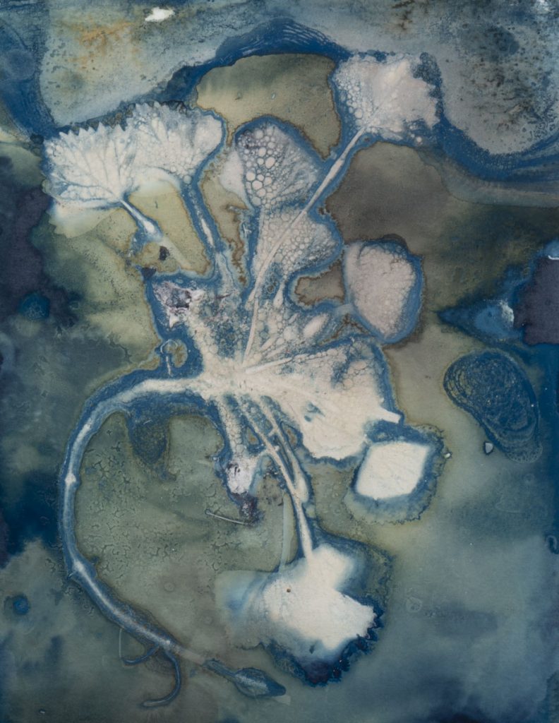 Christine Chin • <em>Invasive Species Cyanotypes: European Water Chestnut: Trapa natans</em> • Cyanotype photogram • 9″×11″ • $50.00