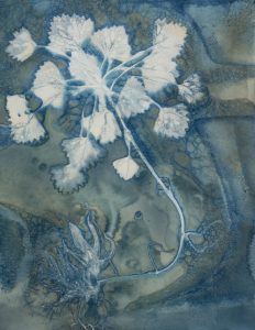 Christine Chin • <em>Invasive Species Cyanotypes: European Water Chestnut: Trapa natans</em> • Cyanotype photogram • 9″×11″ • $70.00