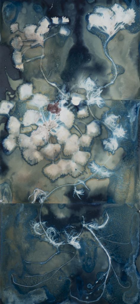 Christine Chin • <em>Invasive Species Cyanotype: European Water Chestnut (Trapa natans)</em> • Cyanotype • 15″×33″ • $600.00
