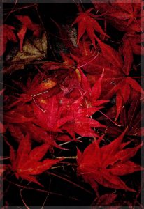 David Watkins, Jr. • <em>Red Maple Leaf Collage</em> • NFS