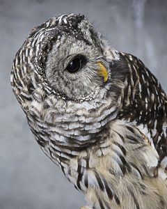 Nancy Ridenour • <em>Barred Owl</em> • NFS
