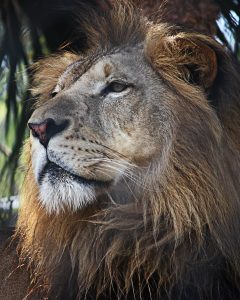 Nancy Ridenour • <em>Naples Zoo lion</em> • NFS