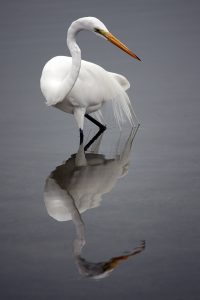 Nancy Ridenour • <em>Great White Egret</em> • NFS