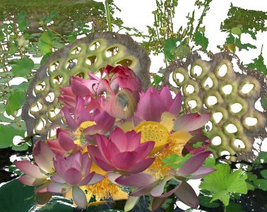Nancy V. Ridenour • <em>Lotus Montage</em> • Digital image on canvas • 23″×29″ • $225.00