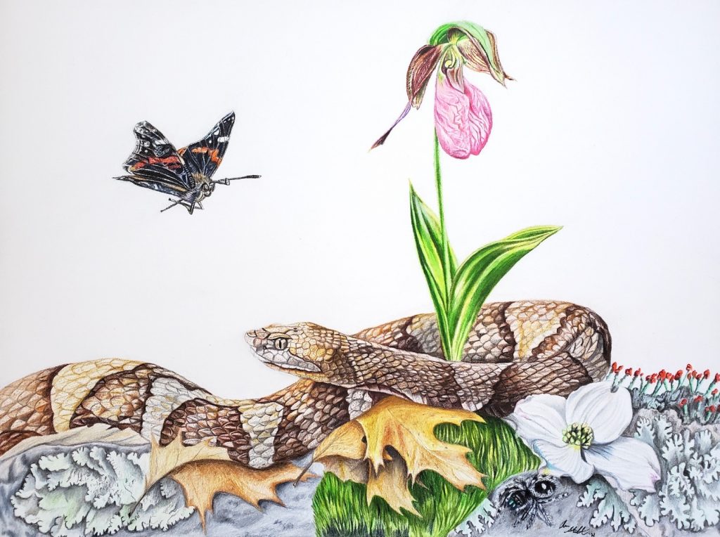 Anna Stunkel • <em>Copperhead forest floor scene</em> • Colored pencil on watercolor paper • 12″×9″ • $350.00<a class="purchase" href="https://state-of-the-art-gallery.square.site/product/anna-stunkel-copperhead-forest-floor-scene/809" target="_blank">Buy</a>
