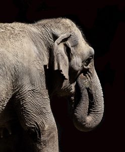 Nancy Ridenour • <em>Elephant St. Louis Zoo</em> • NFS