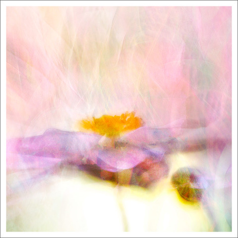 David Watkins • <em>Double Vision—Anemone</em> • Archival pigment print • 18″×18″ • $185.00