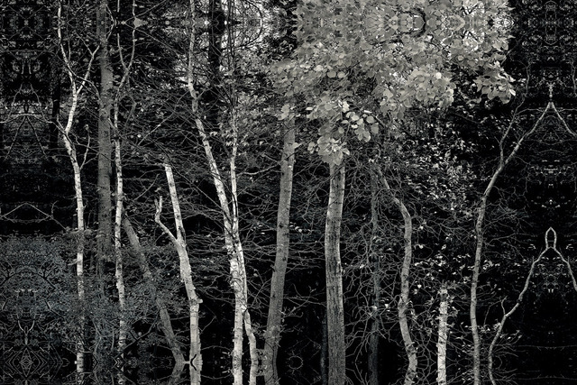 David Watkins • <em>Into the Woods: Acadia National Park</em> • Archival pigment print • 20″×24″ • $235.00