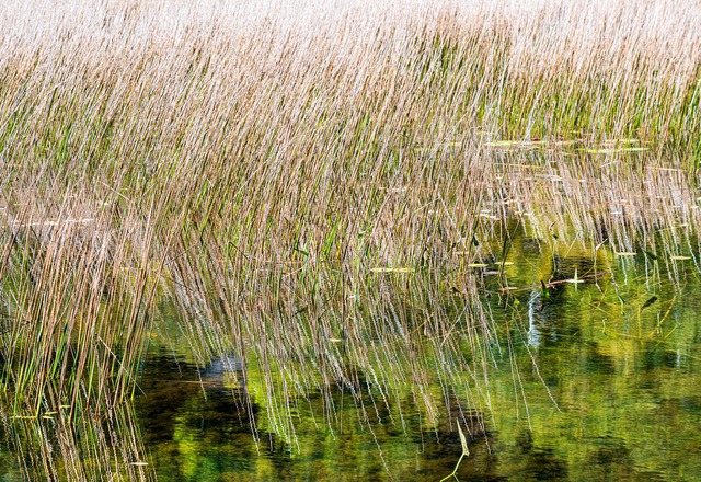 David Watkins • <em>Reeds and Reflections in Shallow Green Water</em> • Archival pigment print • 20″×24″ • $235.00