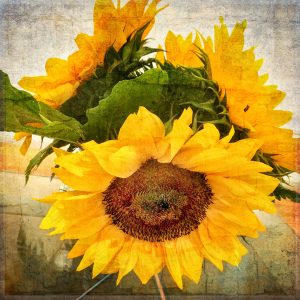David Watkins • <em>Sunflowers No.4</em> • Archival pigment print • 10″×10″ • $125.00