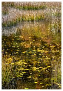 David Watkins • <em>The Tarn: Reeds and Reflections</em> • Archival pigment print • 20″×16″ • $185.00