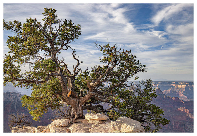 David Watkins • <em>Iconic Juniper, Bright Angel Trail at Sunrise, North Rim, Grand Canyon</em> • Archival pigment print • 16″×20″ • $185.00<a class="purchase" href="https://state-of-the-art-gallery.square.site/product/david-watkins-iconic-juniper-bright-angel-trail-at-sunrise-north-rim-grand-canyon/1096" target="_blank">Buy</a>