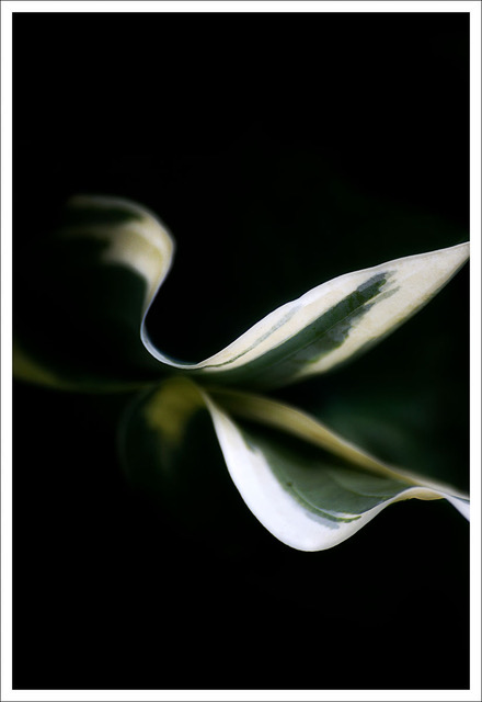 David Watkins • <em>Hosta Ice Carnival</em> • Archival pigment print  • 14″×11″ • $115.00<a class="purchase" href="https://state-of-the-art-gallery.square.site/product/david-watkins-hosta-ice-carnival/1052" target="_blank">Buy</a>