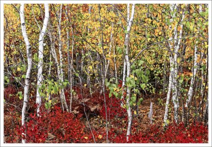 David Watkins, Jr. • <em>White Birch and Wild Blueberry, Acadia National Park, ME.</em> • NFS