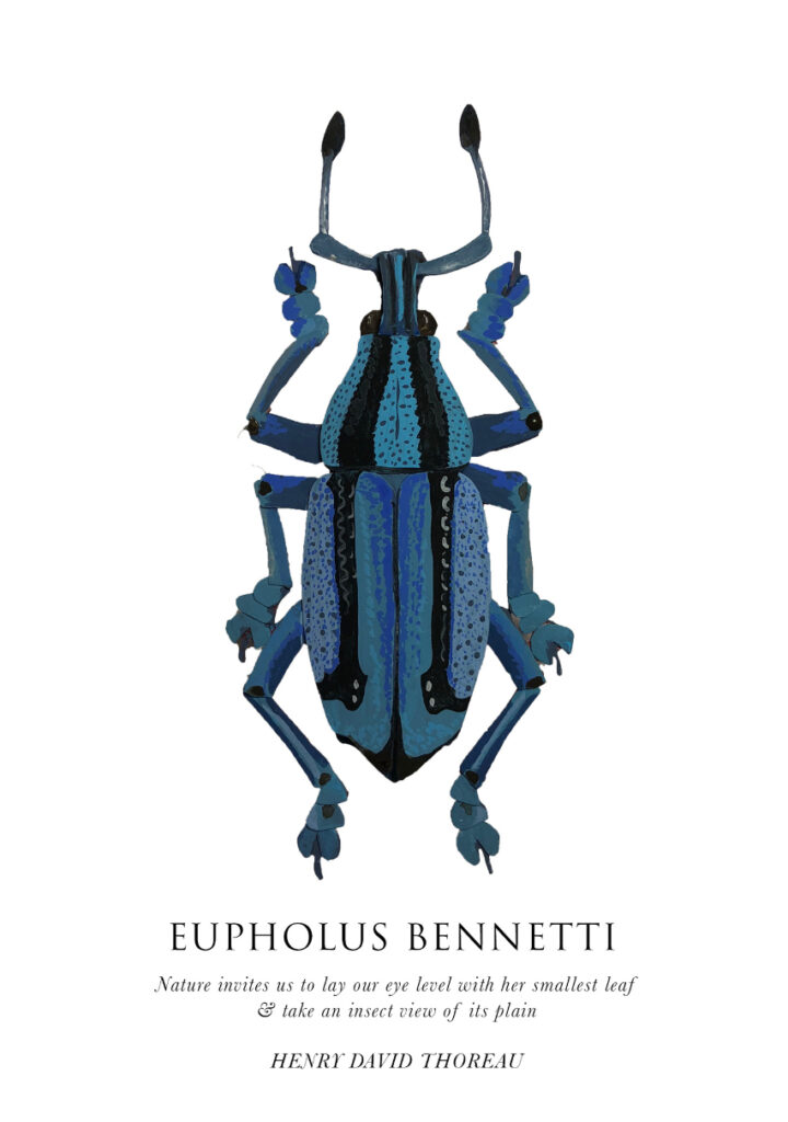 Carla Elizabeth DeMello • <em>Eupholus bennetti</em> • Sculpted paper and gouache • 7″×9″ • $180.00<a class="purchase" href="https://state-of-the-art-gallery.square.site/product/carla-elizabeth-demello-eupholus-bennetti/1137" target="_blank">Buy</a>