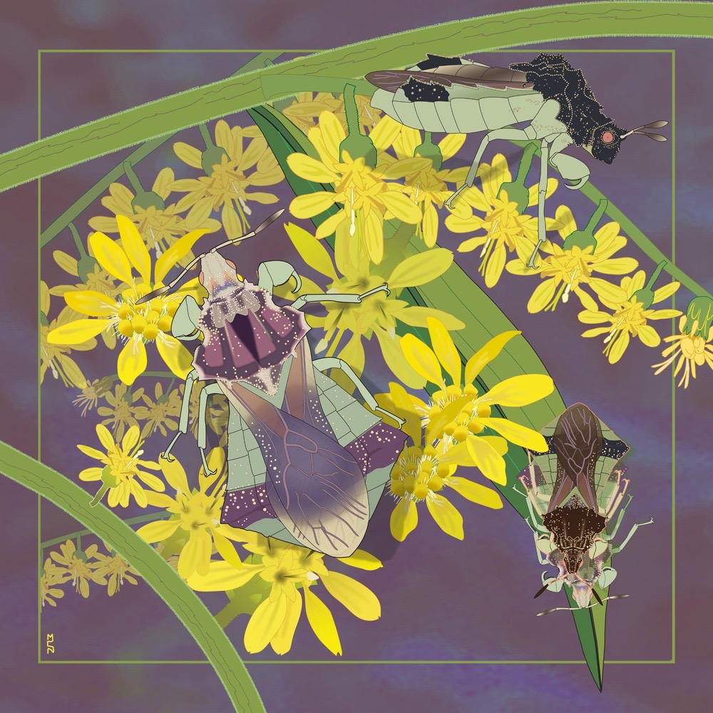 Margy Nelson • <em>Tiny Predators (Jagged Ambush Bugs)</em> • Digital drawing, metal print • 20″×20″ • $200.00<a class="purchase" href="https://state-of-the-art-gallery.square.site/product/margy-nelson-tiny-predators-jagged-ambush-bugs-/1104" target="_blank">Buy</a>
