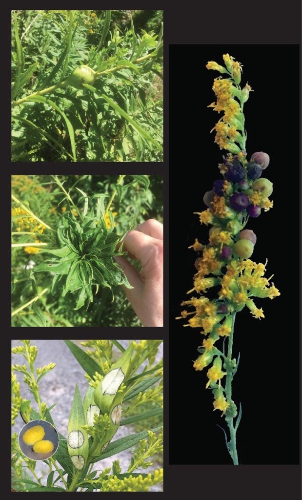 Margy Nelson • <em>Nurseries among the flowers (four kinds of Goldenrod galls)</em> • Digital photograph, metal print • 12″×20″ • $120.00
